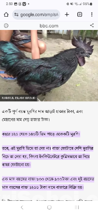 কাঁদাকনাথ কালো মুরগী